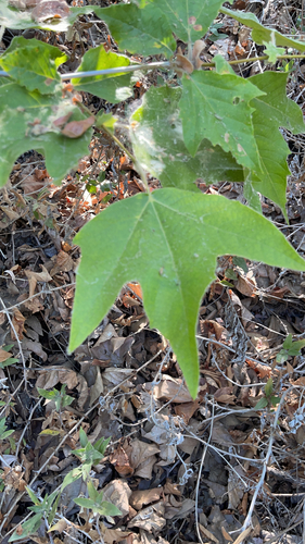 iNaturalist observation photo of western sycamore