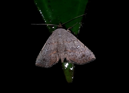 Renodes aequalis