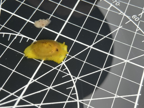photo of Yellow Umbrella Slug (Tylodina fungina)