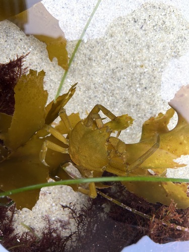 photo of Northern Kelp Crab (Pugettia producta)