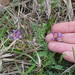 Astragalus distortus engelmannii - Photo (c) Suzette Rogers, todos los derechos reservados
