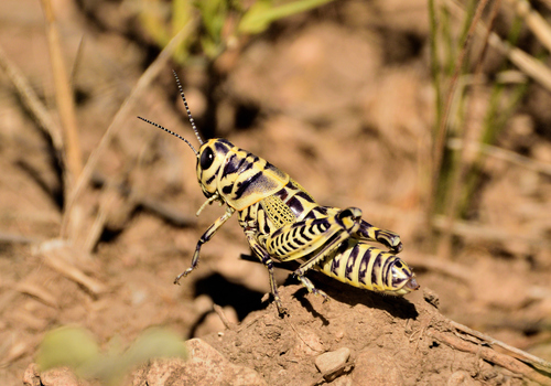 Rainbow Grasshopper