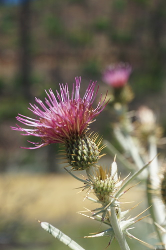 Douglas' Thistle