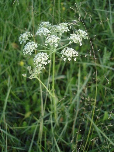 Aegopodium alpestre · iNaturalist