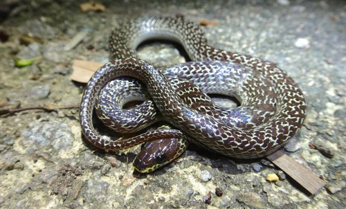Common Wolf Snake