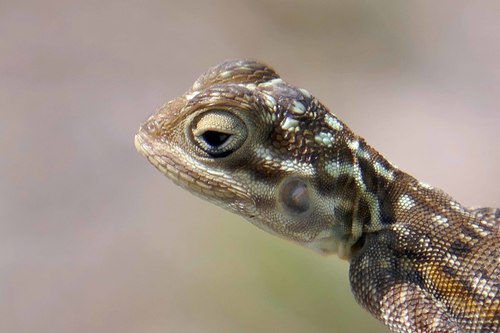 Peters's Rock Agama