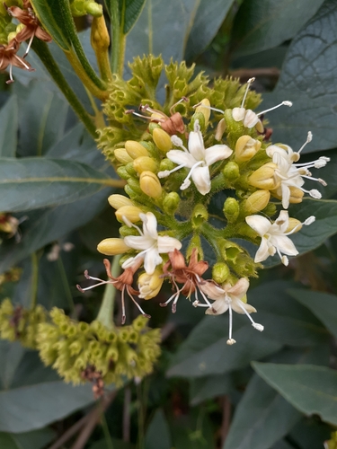 Aegiphila ferruginea