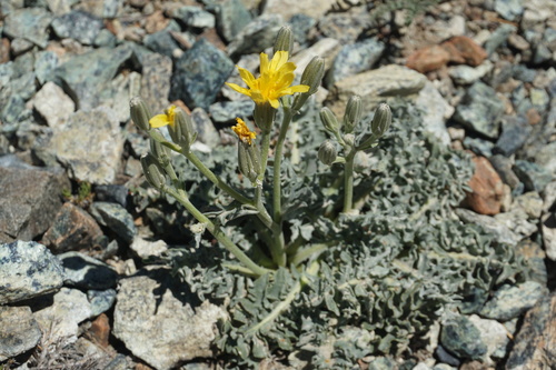 Crepis occidentalis ssp. conjuncta