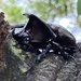 Xylotrupes socrates tonkinensis - Photo (c) Wingwing Lao, all rights reserved, uploaded by Wingwing Lao