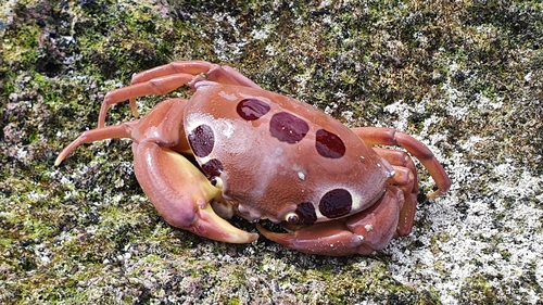 Spotted Reef Crab (Carpilius maculatus) · iNaturalist