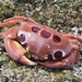 Spotted Reef Crab - Photo (c) Amir Rasheed, all rights reserved, uploaded by Amir Rasheed