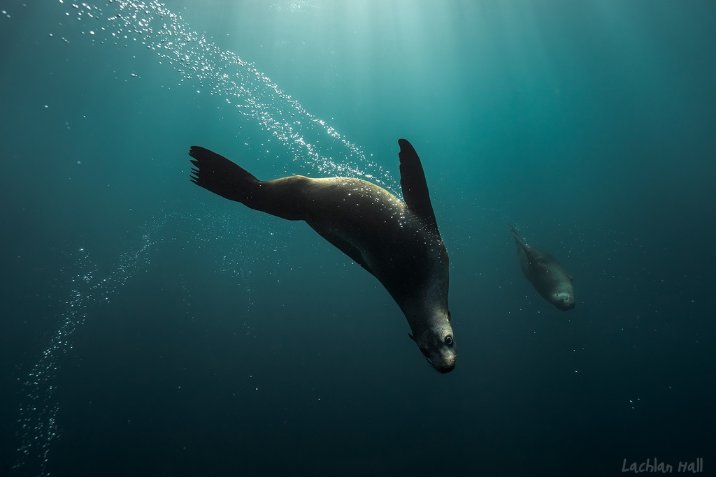 Australian Fur Seal