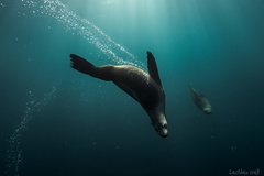 Australian Fur Seal
