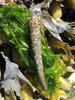 Cistenides granulata - Photo (c) sialialascensis, all rights reserved