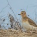 Mountain Plover - Photo (c) Kevin Chen, all rights reserved, uploaded by Kevin Chen