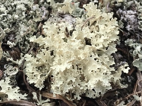Crinkled Snow Lichen