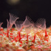 Cheilostomatid Bryozoans - Photo (c) Gary McDonald, all rights reserved, uploaded by Gary McDonald