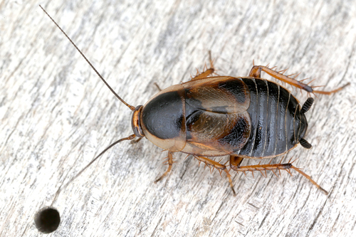 Phyllodromica maculata · iNaturalist