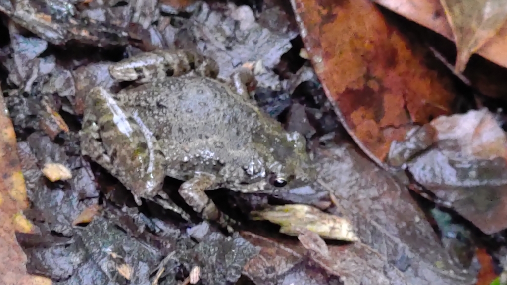 Tubercled Pygmy Frog from Chiayi County TW TA TW on June 28 2021 at 05 41 PM by 古國順 iNaturalist