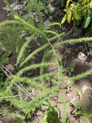 Image of Asparagus flagellaris