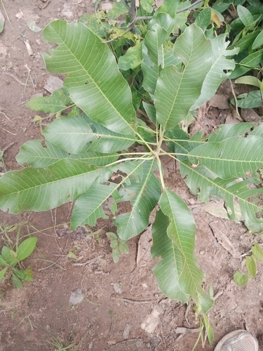 Shea Tree