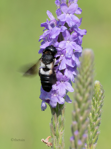 Megachile disjunctiformis Cockerell, 1911