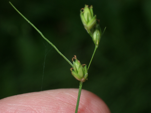Carex X trichina