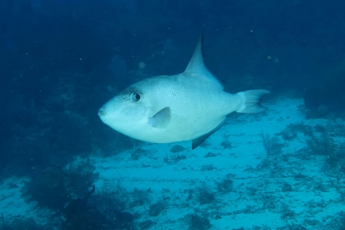 Oceanic Triggerfish