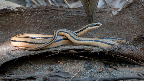 Striped Road Guarder