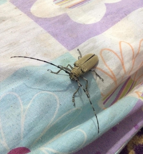 Apriona cinerea · iNaturalist