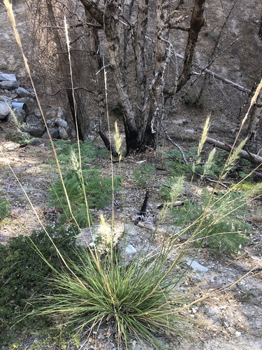Stipa stillmanii