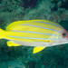 Bluestriped Snapper - Photo (c) Ian Shaw, all rights reserved, uploaded by Ian Shaw