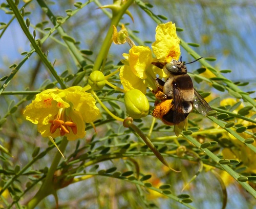 Centris maculifrons
