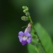 Asystasia variabilis - Photo (c) Nuwan Chathuranga, όλα τα δικαιώματα διατηρούνται, uploaded by Nuwan Chathuranga