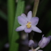 Dwarf Lily-Turf - Photo (c) 小铖smalltown/黄润铖, all rights reserved, uploaded by 小铖smalltown/黄润铖
