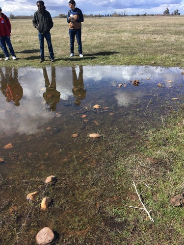 iNaturalist observation photo of life