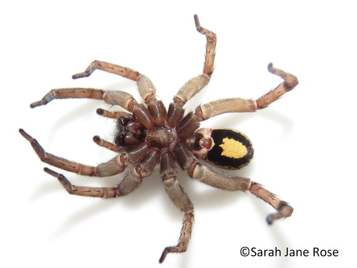 lance wolf spider