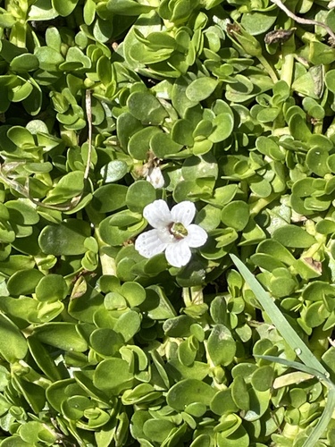 photo of Herb-of-grace (Bacopa monnieri)