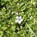 photo of Herb-of-grace (Bacopa monnieri)