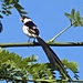 photo of Pin-tailed Whydah (Vidua macroura)