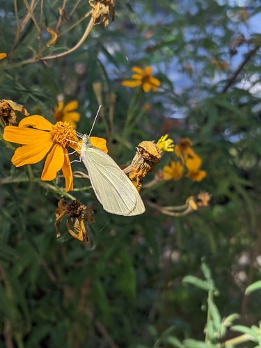 photo of Butterflies And Moths (Lepidoptera)