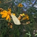 photo of Butterflies And Moths (Lepidoptera)