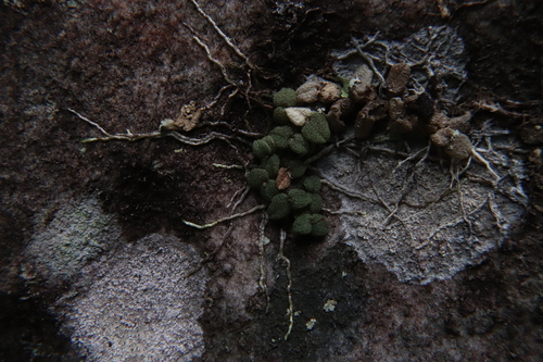 Constantia microscopica