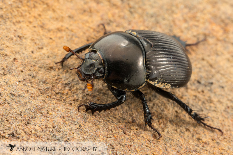 Blackburn's Earth-boring Beetle (Geotrupes blackburnii) · iNaturalist