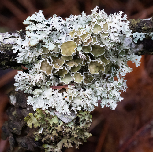 Imshaugia placorodia (Ach.) S.L.F.Meyer