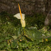 Cretan Arum - Photo (c) Konstantinos Kalaentzis, all rights reserved, uploaded by Konstantinos Kalaentzis