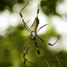Golden Silk Spider - Photo (c) Elí García-Padilla, all rights reserved