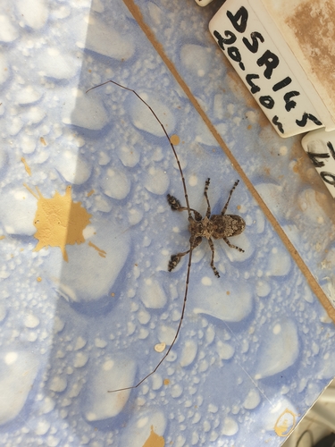 Lasiopezus nigromaculatus