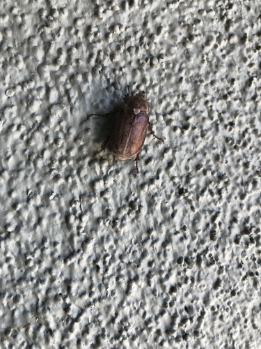 photo of June Beetles (Melolonthinae)