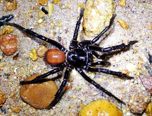 California Trapdoor Spider (Bothriocyrtum californicum) · iNaturalist.org